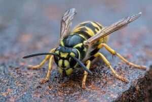 European Wasp