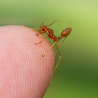 Fire Ant Biting