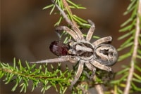 Wolf spider Australia
