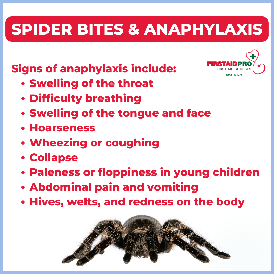 Spider Bites and Anaphylaxis