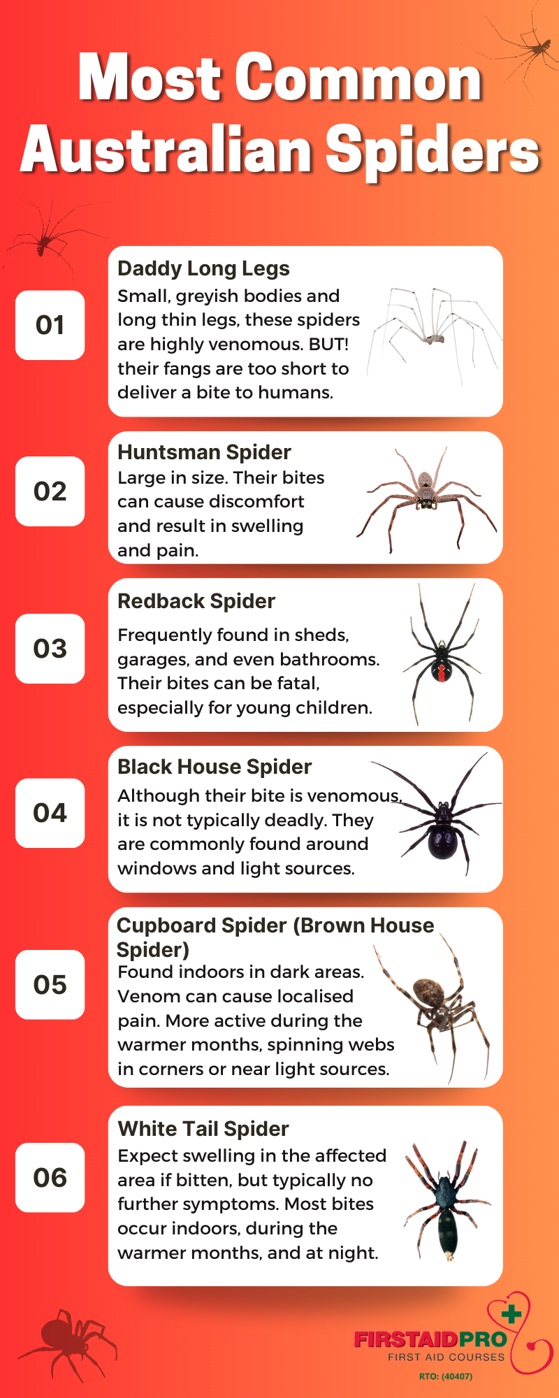 Most Common Australian Spiders