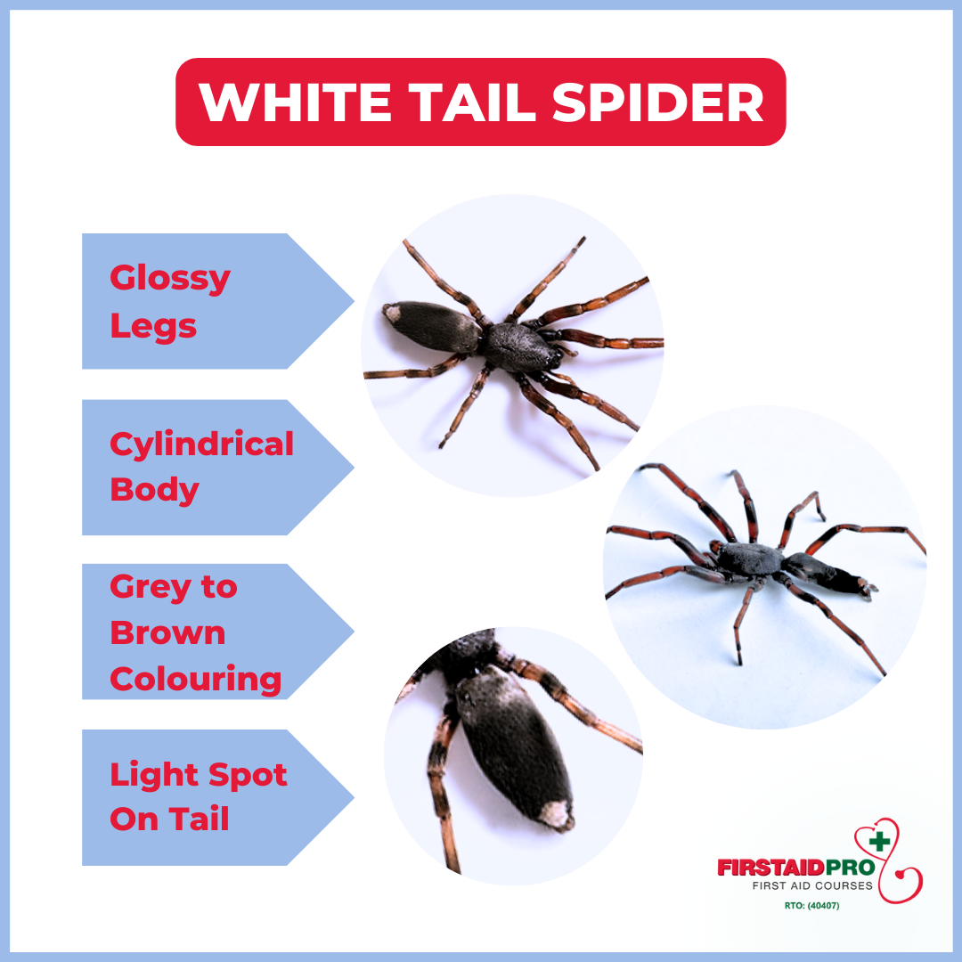 What does a White Tail Spider Look Like