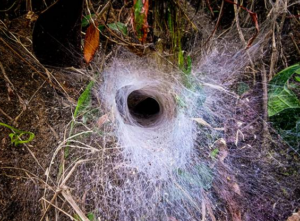 mouse spider burrow
