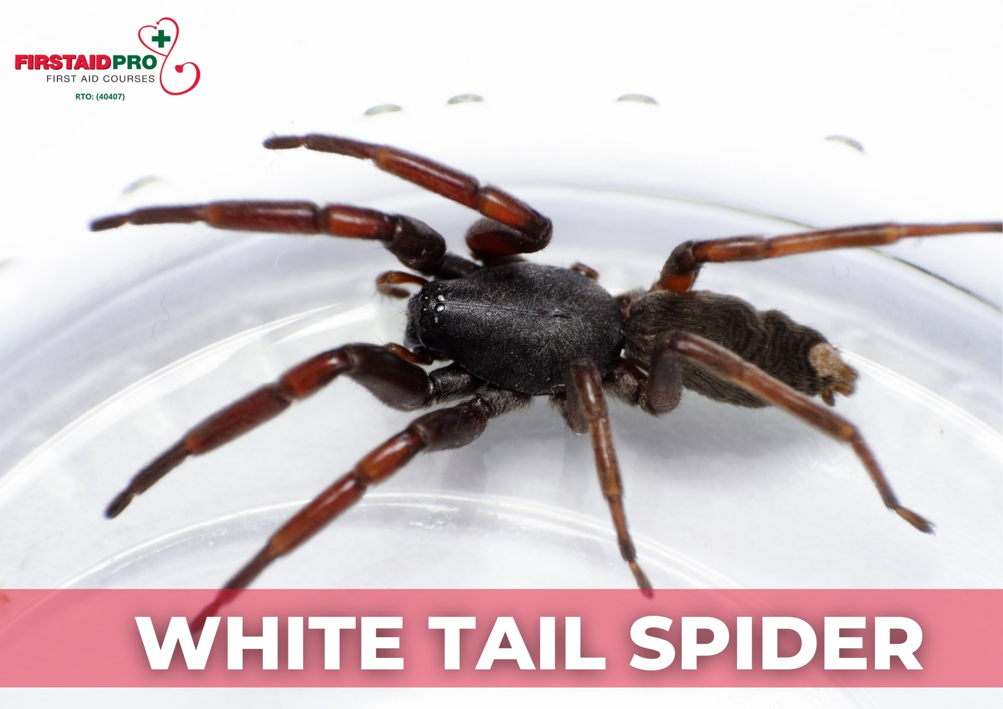 White tail spider