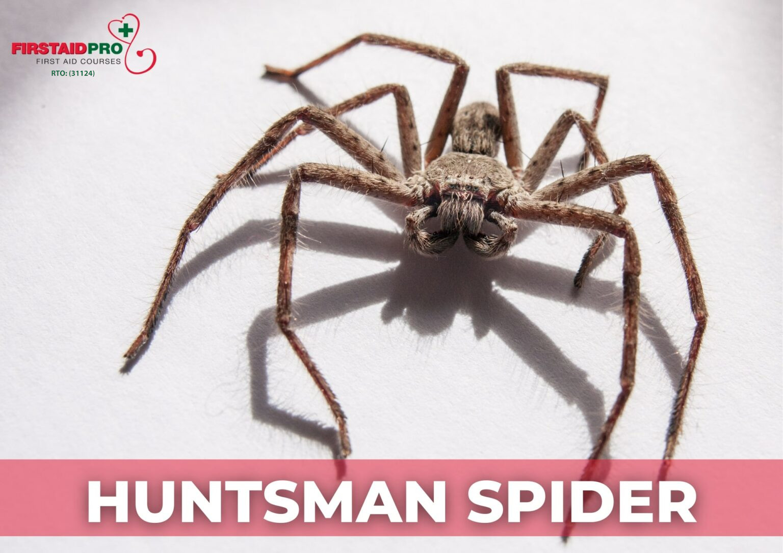 Huntsman Spider Bite How dangerous are they? FirstAidPro