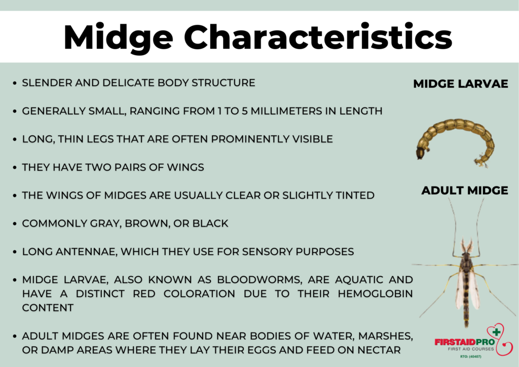 Midge Characteristics - what does a midge look like