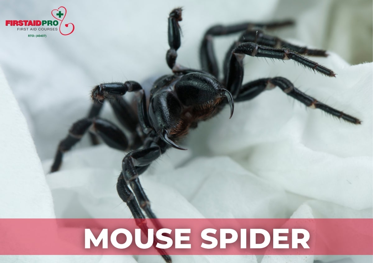 Mouse Spider 1
