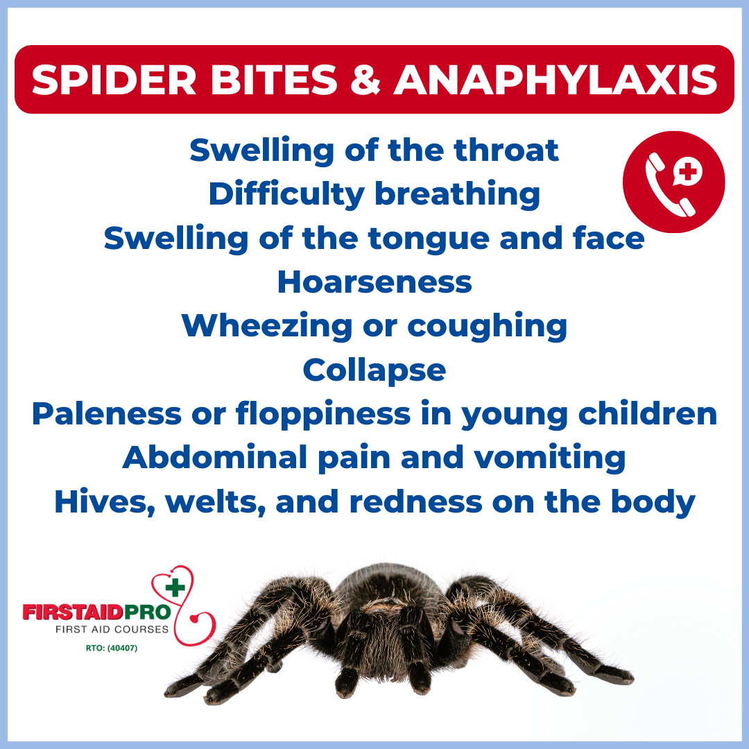 Spider Bites and Anaphylaxis 