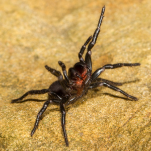 Sydney Funnelweb Spider