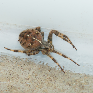 Common Garden Orb Weaver Spider