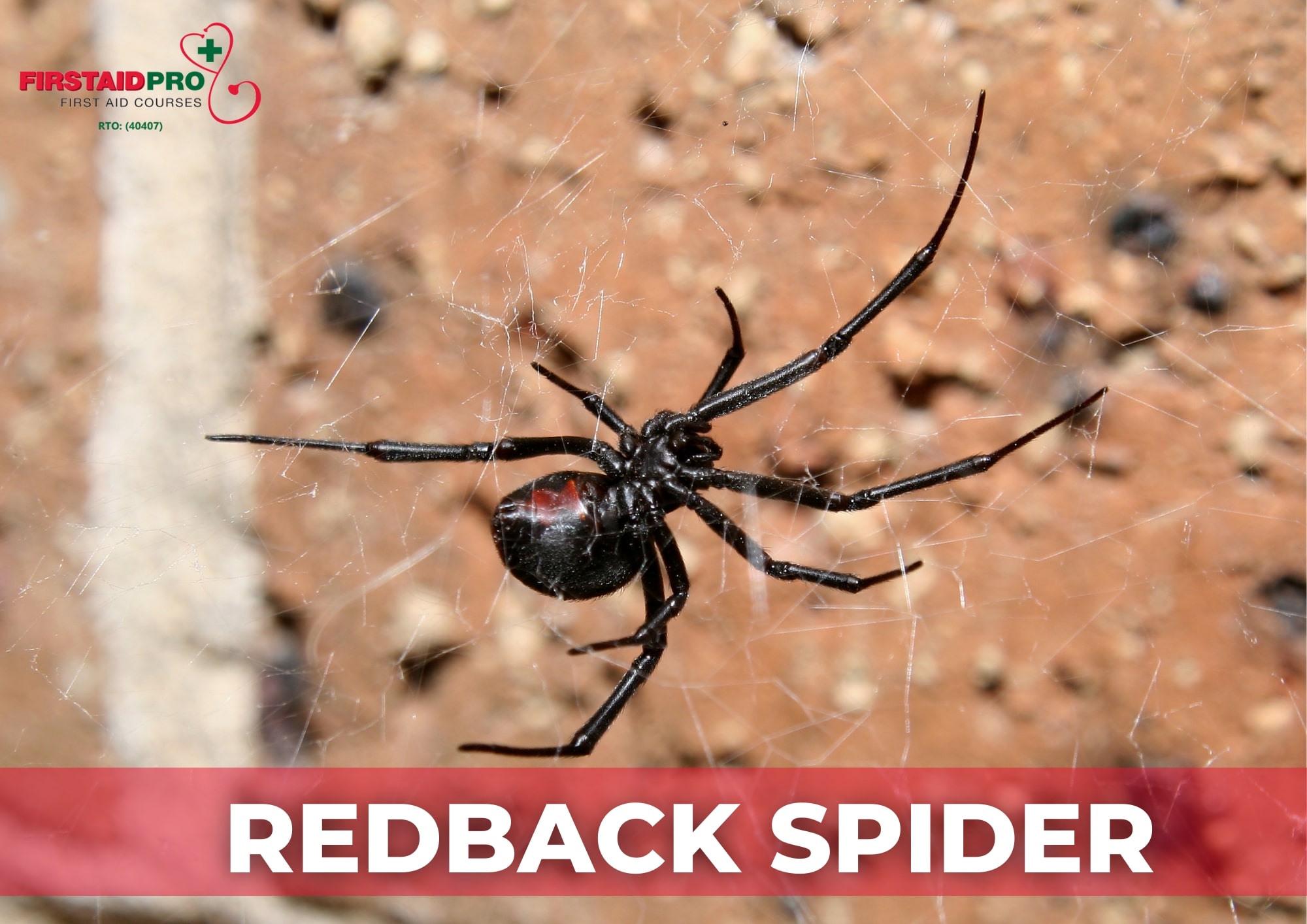 redback Spider 1
