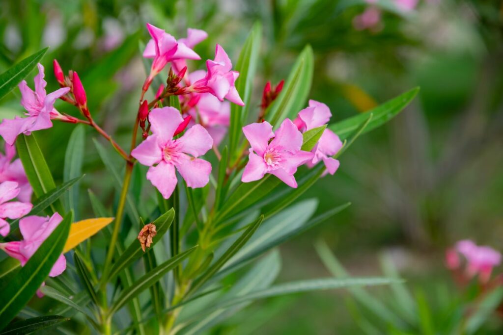 pink oleander flowers nerium oleander 
