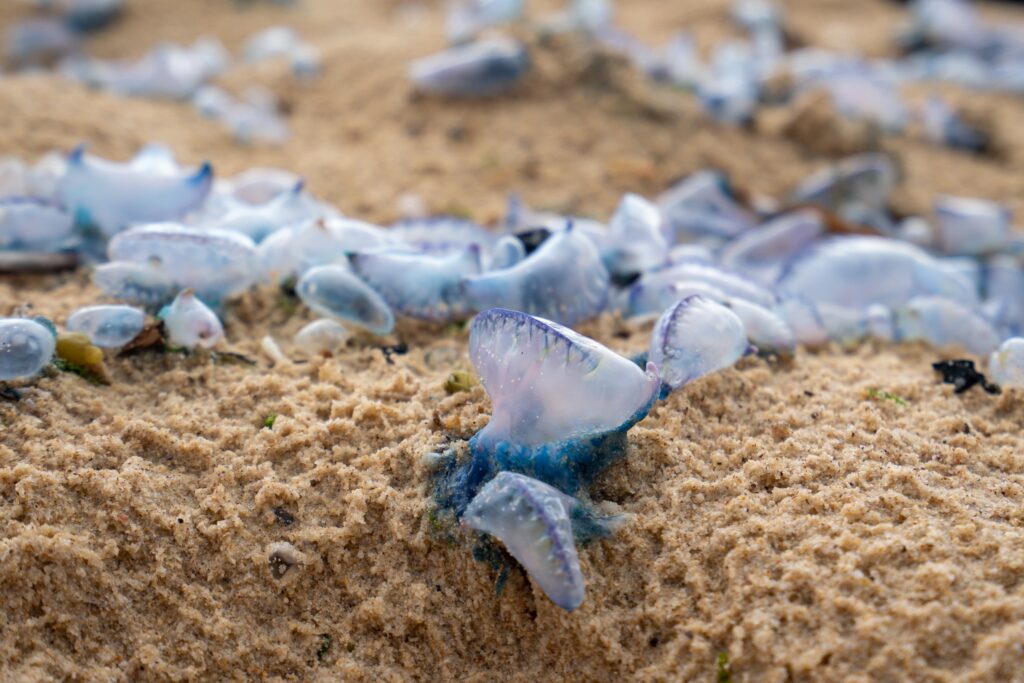 luebottles blue bottle jelly fish washed up on an Australian beach on the sand after a storm