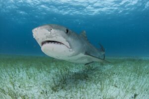 Low angle underwater view of tiger shark swimming near seagrass covered seabed shark bite