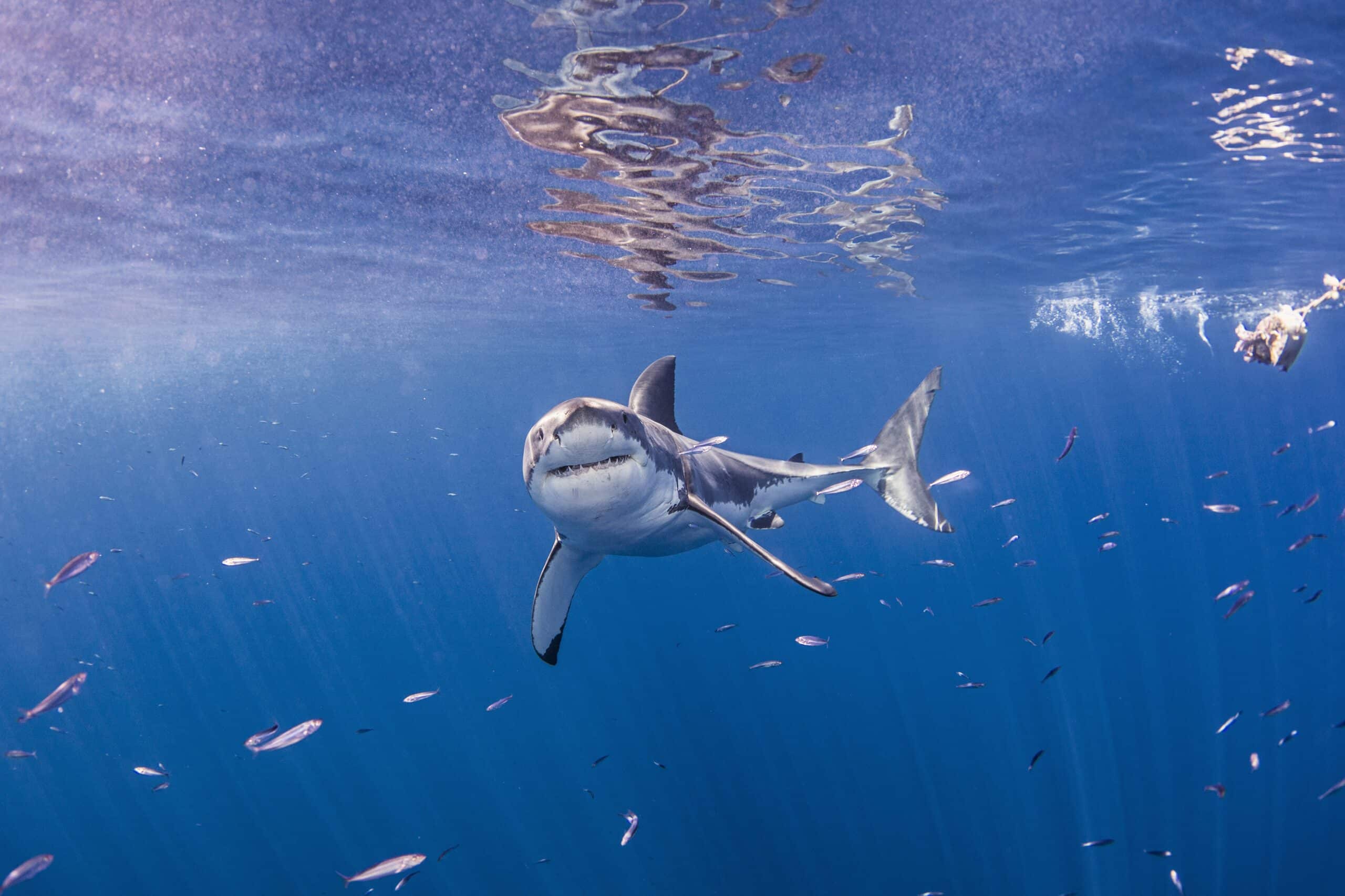 Underwater front view of great white shark looking at camera