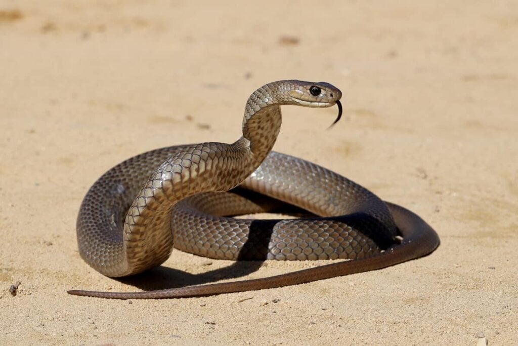 Australian,Highly,Venomous,Eastern,Brown,Snake, snake bite response