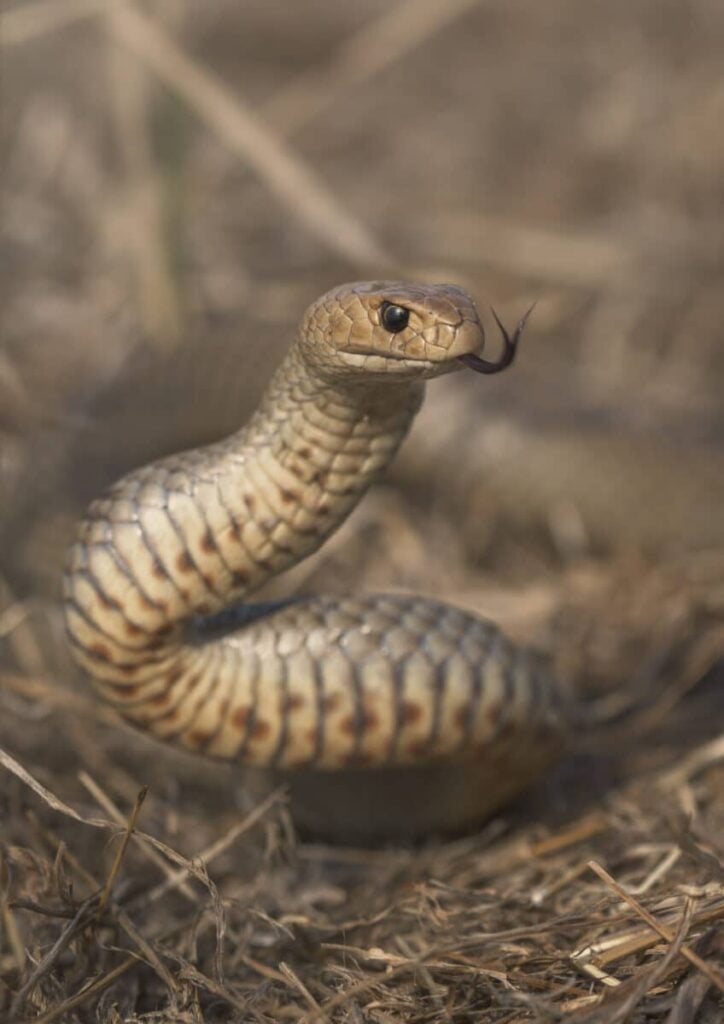 A,Wild,Eastern,Brown,Snake,(pseudonaja,Textilis)