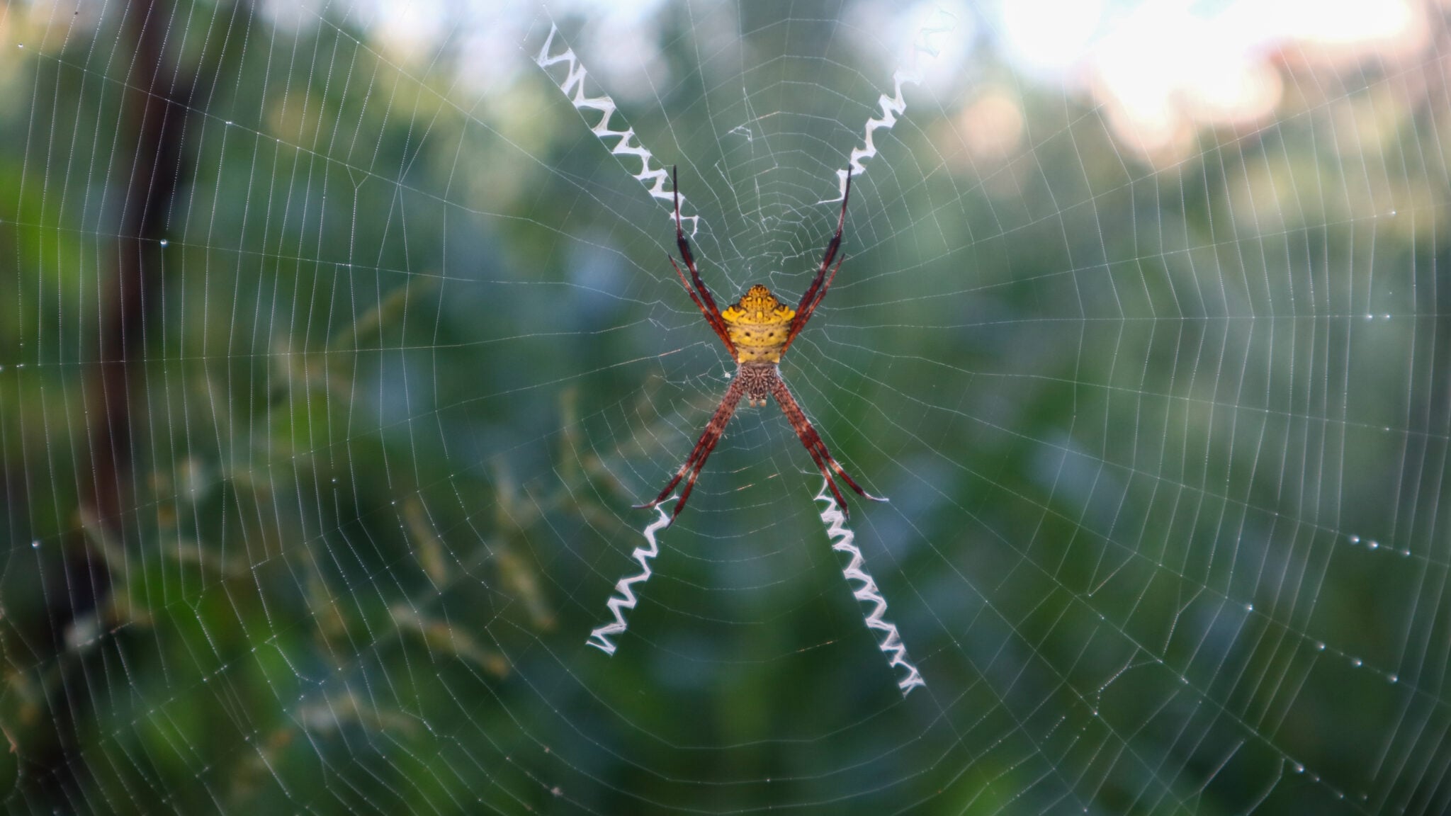 Translucent Orb Spider Garden Orb Weaving Spiders and Poison: Debunking Myths