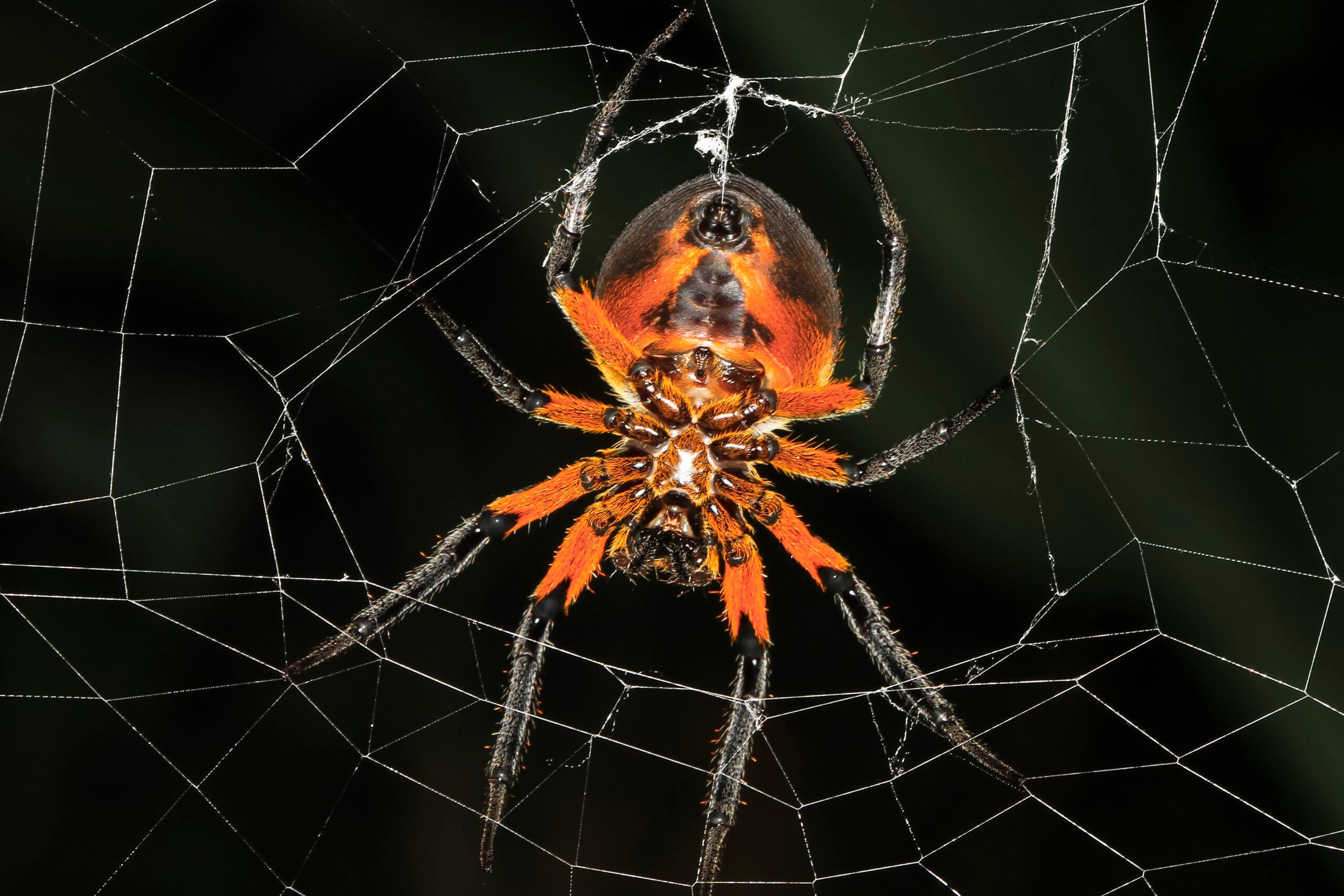 A tropical red and black orb-weaving spider (Eriophora fuliginea) on its web in Talamanca, Costa Rica.