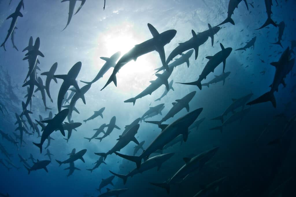 Sharks