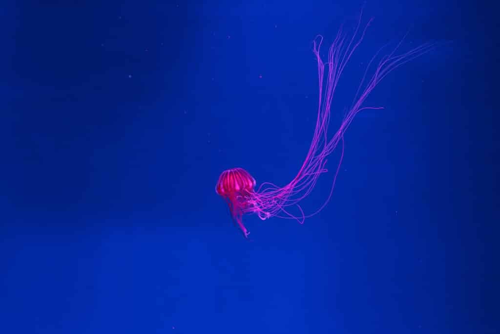 blue bottle