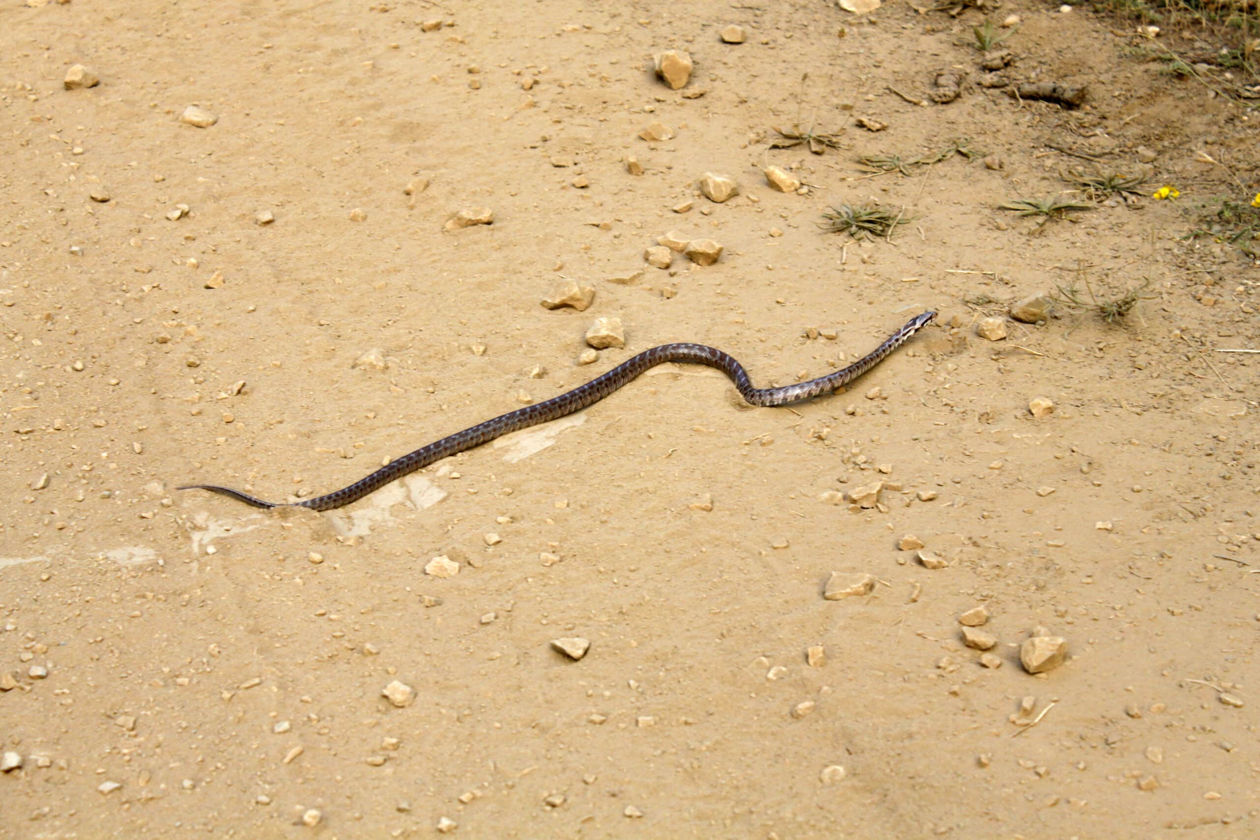 snake slithering across dirt road