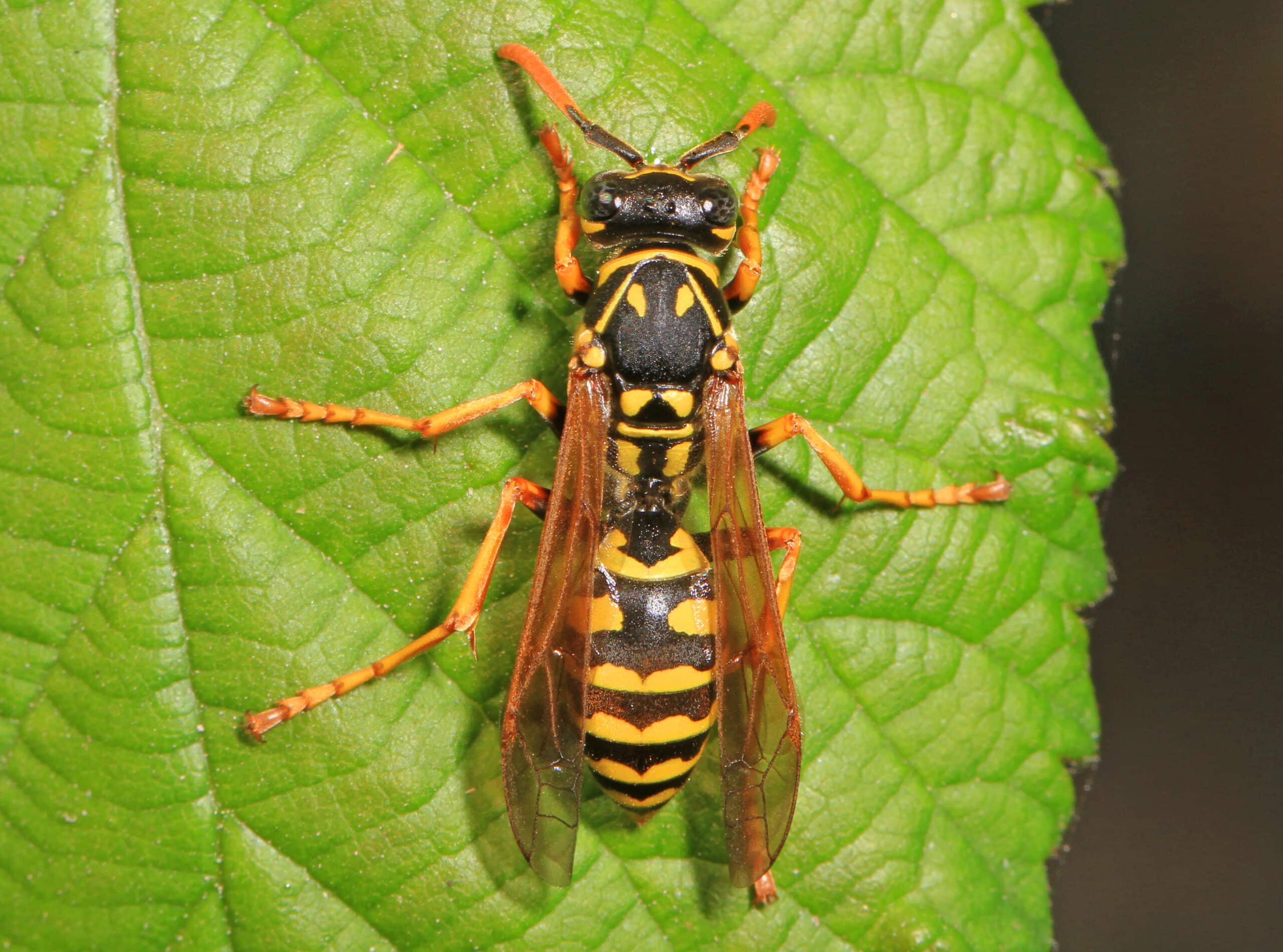 European Wasp In Australia First Aid Sting Guide European Wasp In Australia First Aid Sting Guide