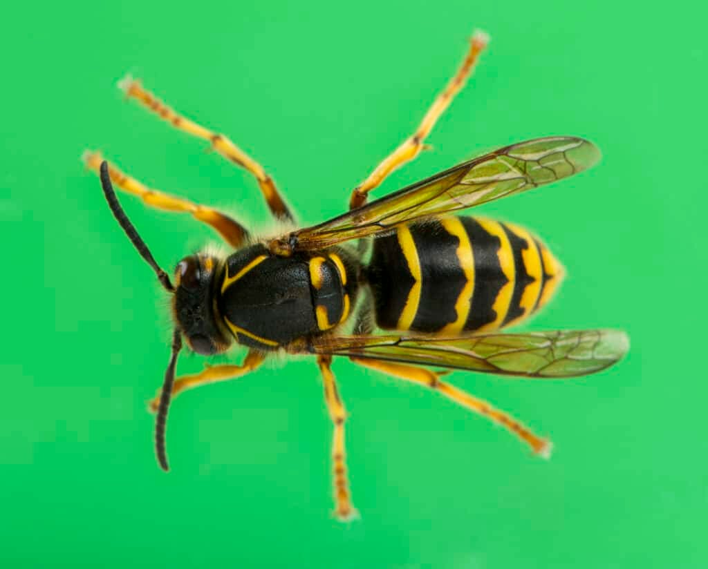 European wasp