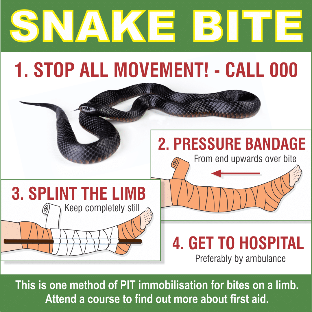 King Brown Snake – Identification, Symptoms & First Aid - FirstAidPro