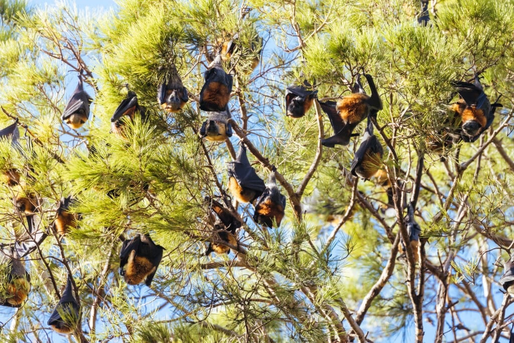 flying foxes
