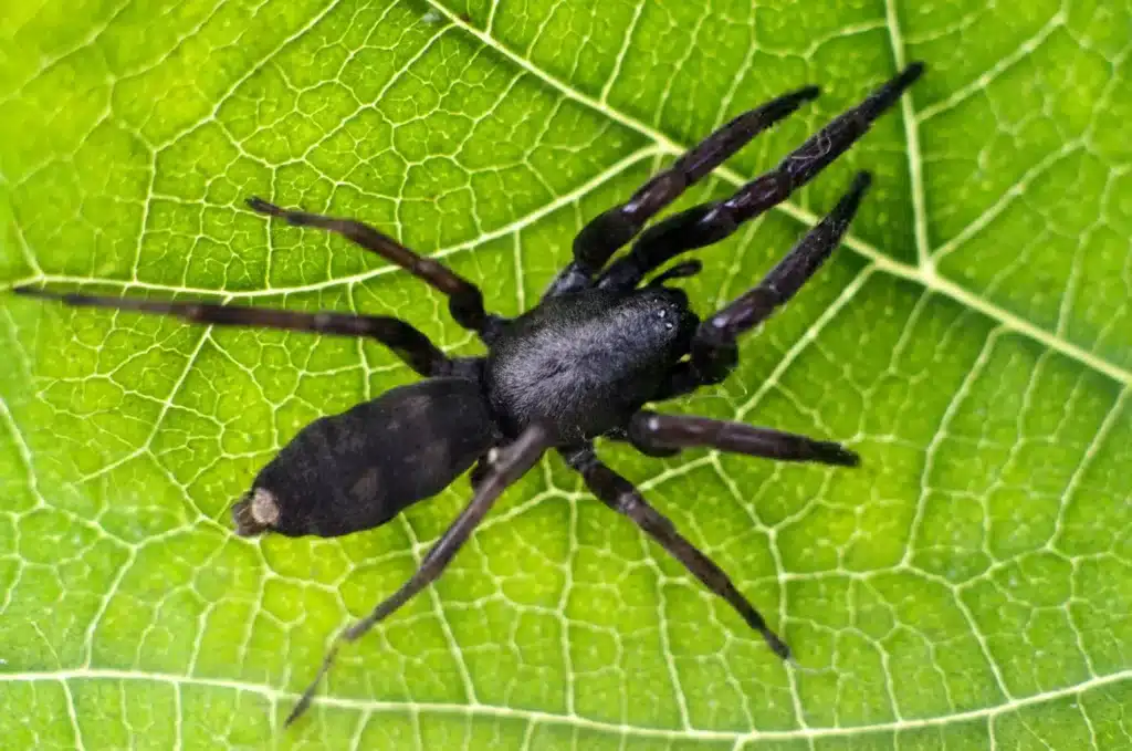white tail spider