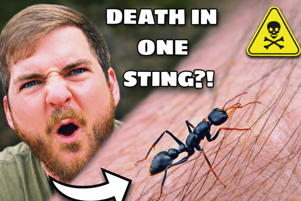 Jack jumper ant sting