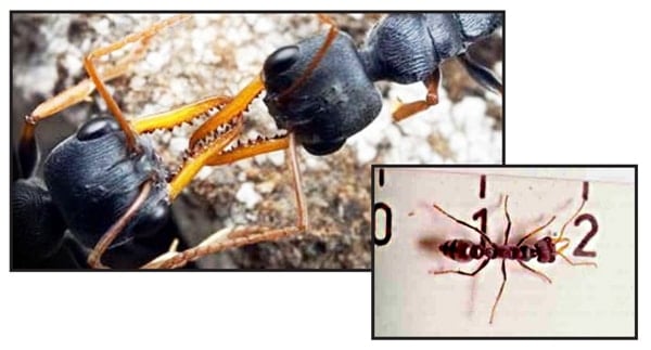 Jack jumper ant closeup