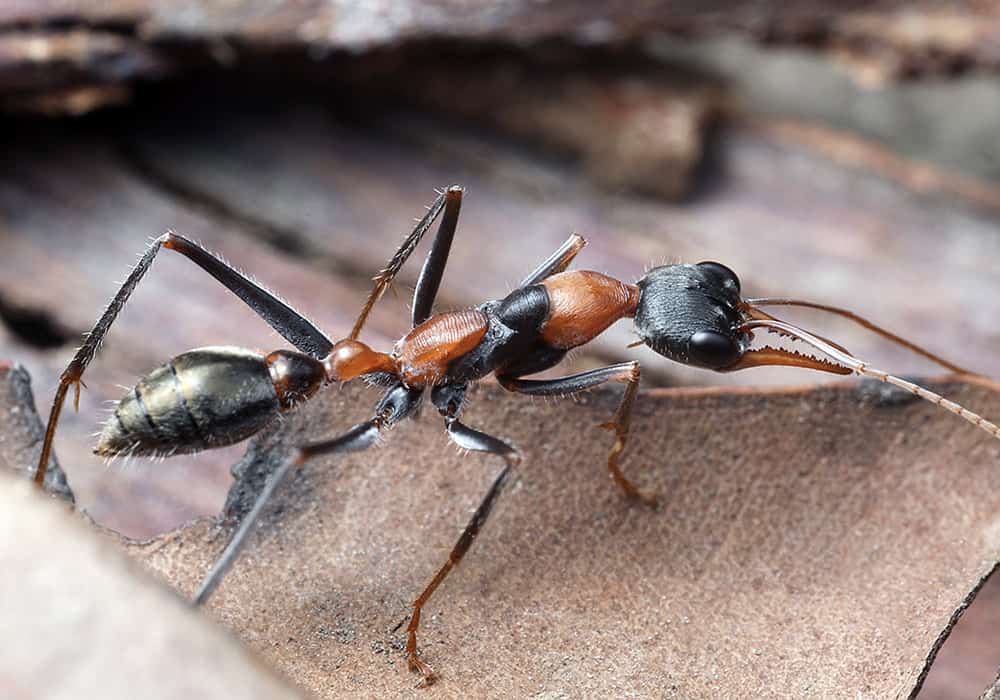 bulldog ant