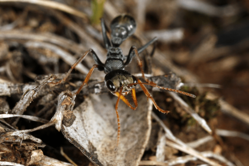 jack jumper ant