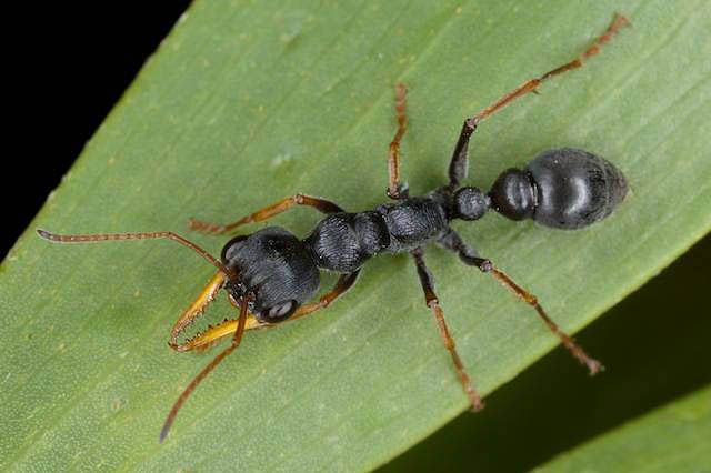 Jack Jumper Ant