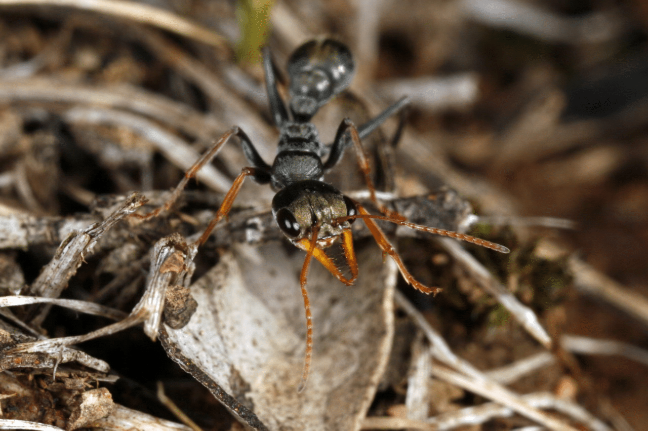 The Jack Jumper Ant: Australia's Most Dangerous Little Insect - FirstAidPro