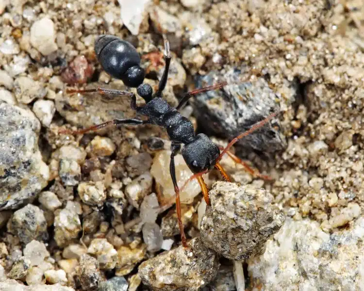 jumping jack ant carrying a pebble