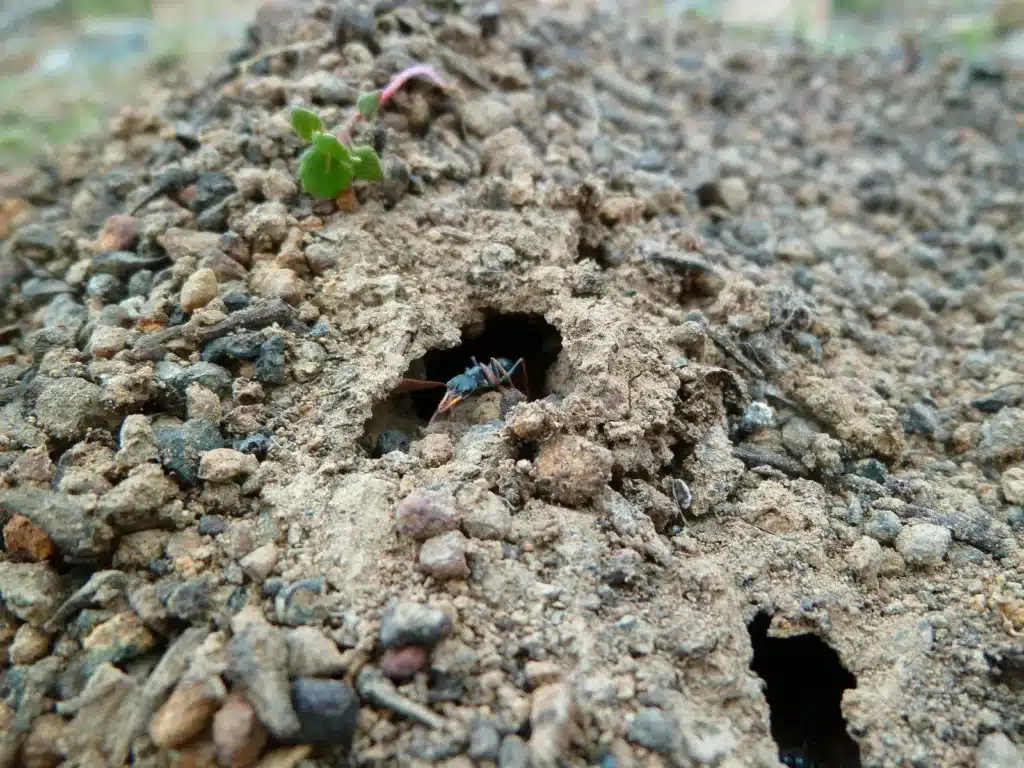 Jack jumper in anthill