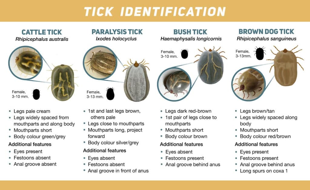 Australian ticks - identification chart