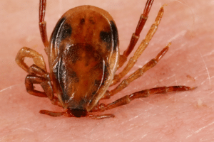 Australian ticks - paralysis tick