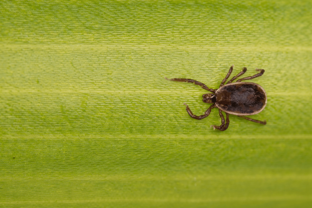 Brown dog tick