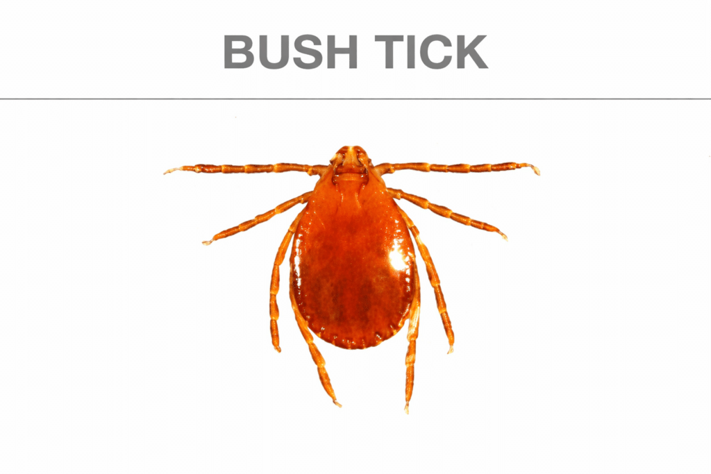 Bush tick
