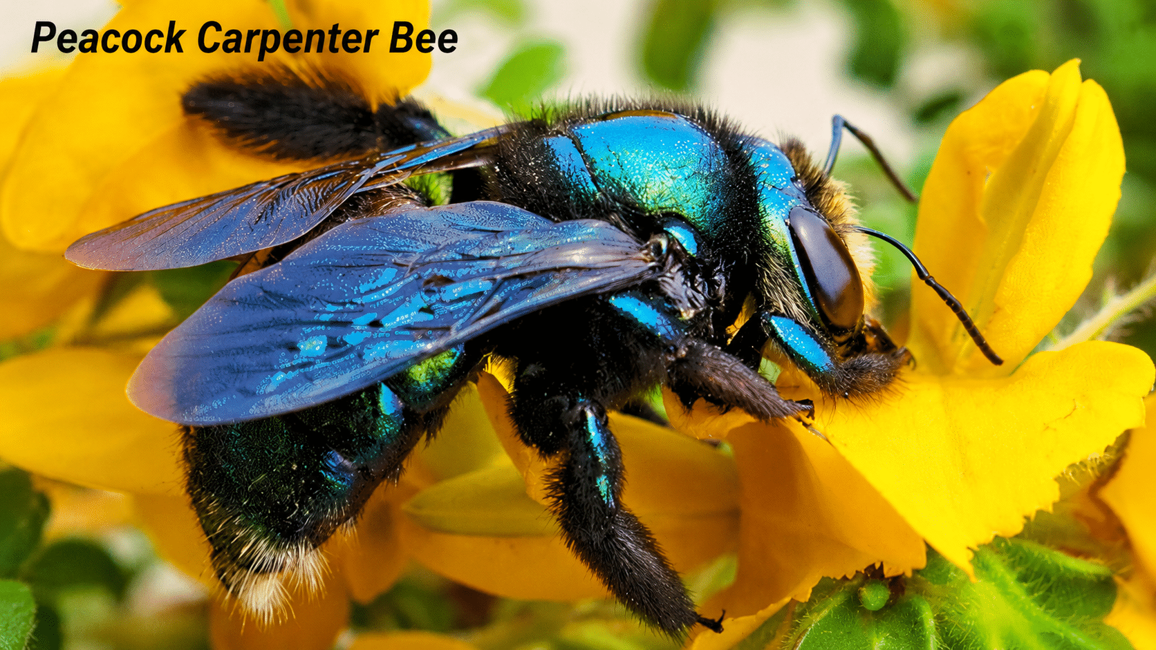 Carpenter Bee - Australian Native