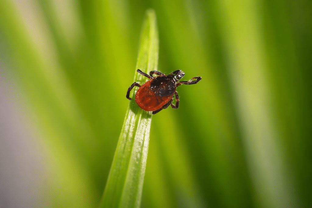Grass tick - cattle tick larvae