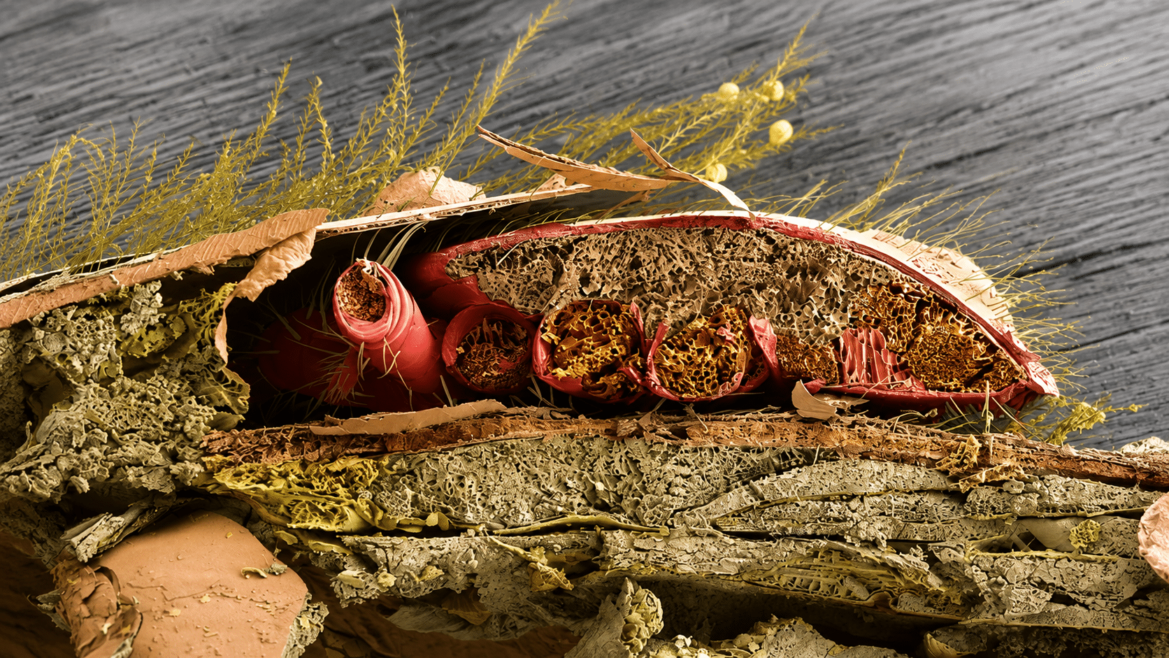 Varroa mite