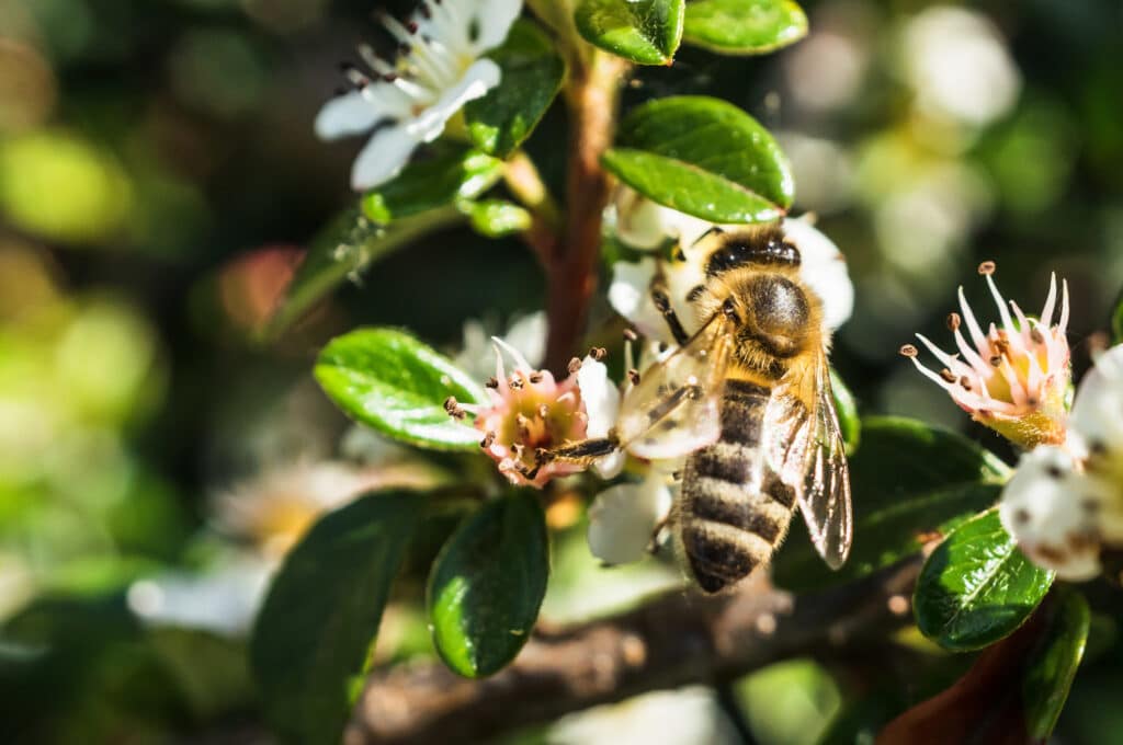 Bees - bee-on-blooming-flowers-collecting-pollen-