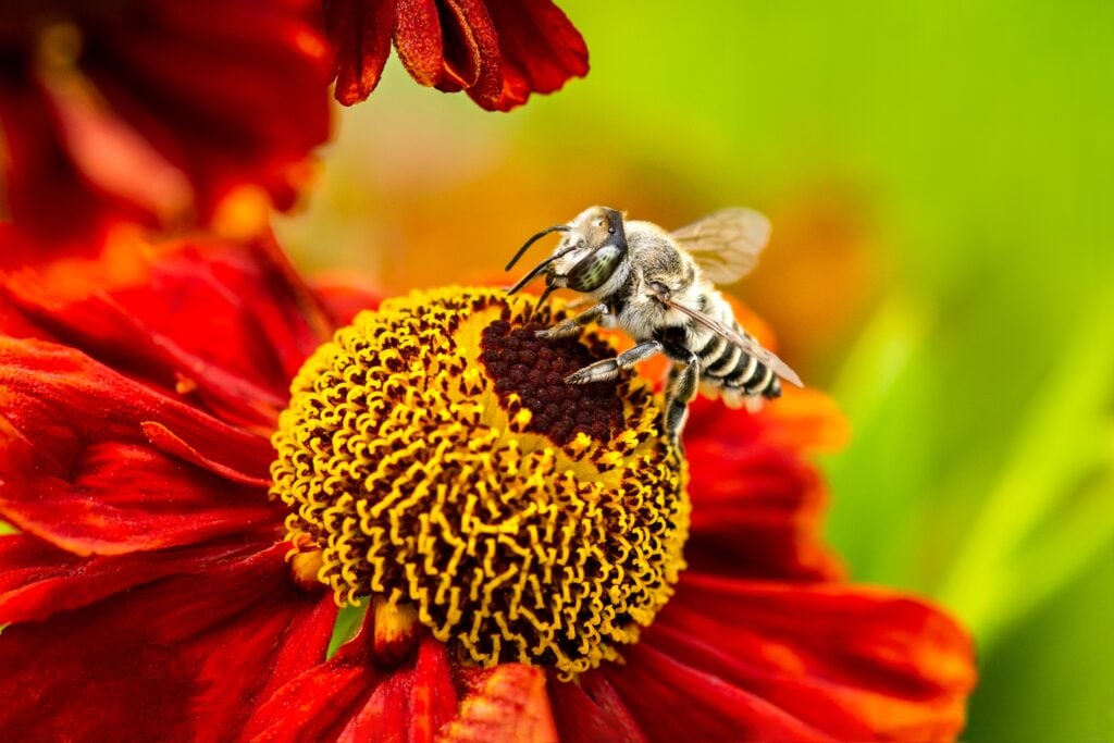 close-up-of-bee-on-red-and-yellow-flower