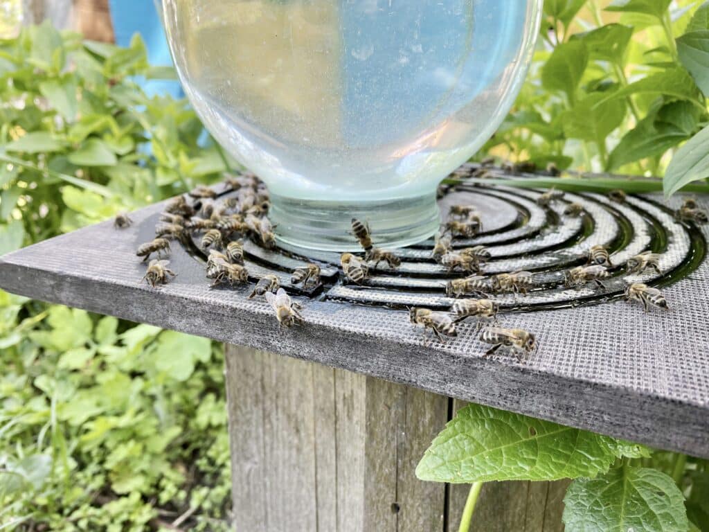 close-up-view-of-honey-bees-drinking-water