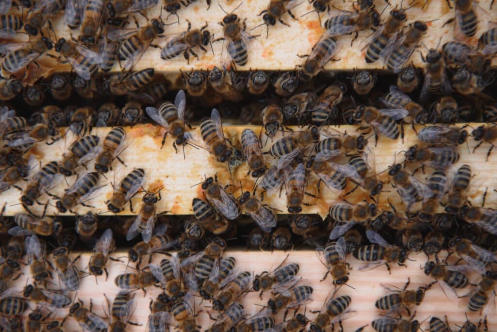 Frames of a beehive. Close up view of the opened hive body showing the frames populated by honey bees.
